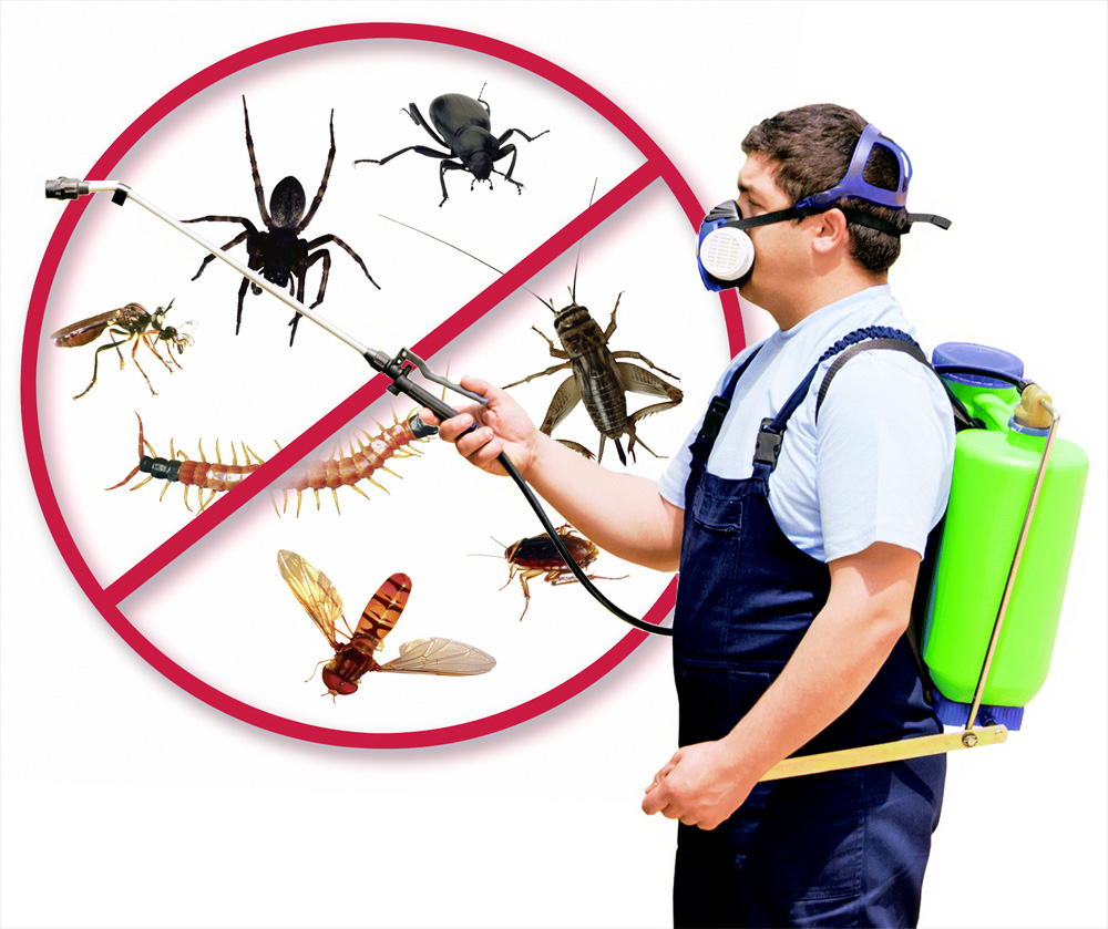 Expect The Right And Affordable Services From Building And Pest Inspection Gold Coast